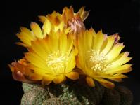 Thumbnail of 1409_Lobivia famatimensis_20140417(1).JPG